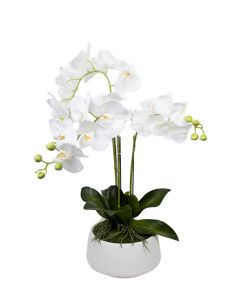 White Orchid (3 Stems) - White Ceramic Pot