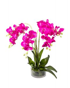 Bright Pink Orchid (5 Stems) - Glass Pot