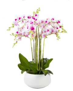 Soft Pink Orchid (12 Stems) - White Ceramic Pot